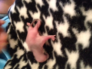 Sugar glider joey sales formula